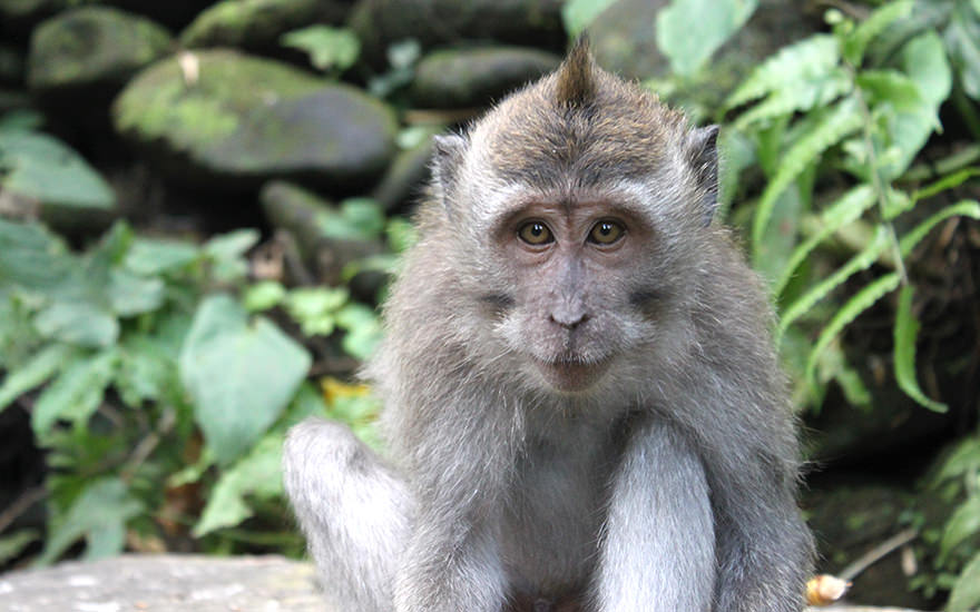 Affenwald Mandala Wisata Wanara Wana, Ubud