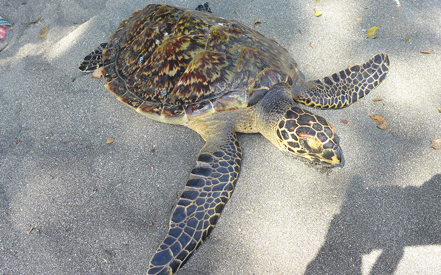 Schildkröte Pemuteran