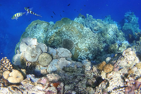 Riff Pulau Menjangan nahe Pemuteran