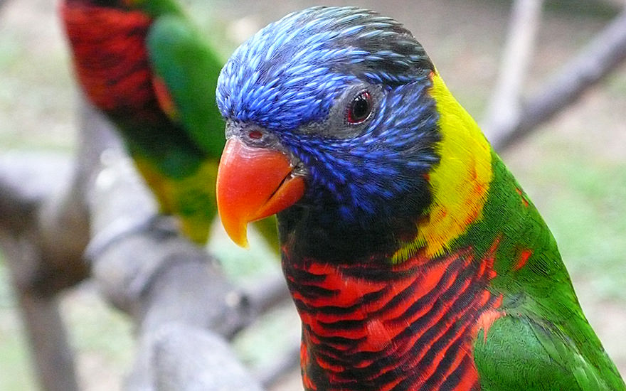 Vogel, Bird Park, Kuala Lumpur