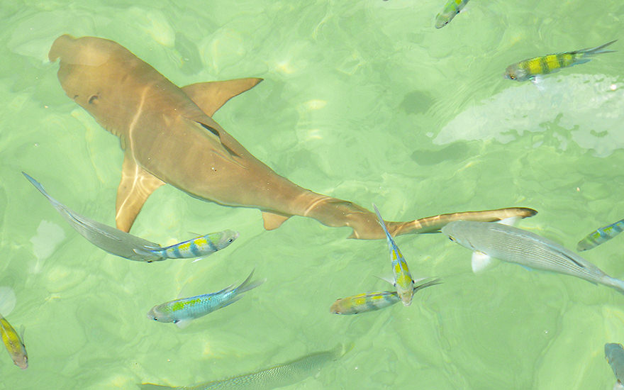 Schwarzspitzenriffhai