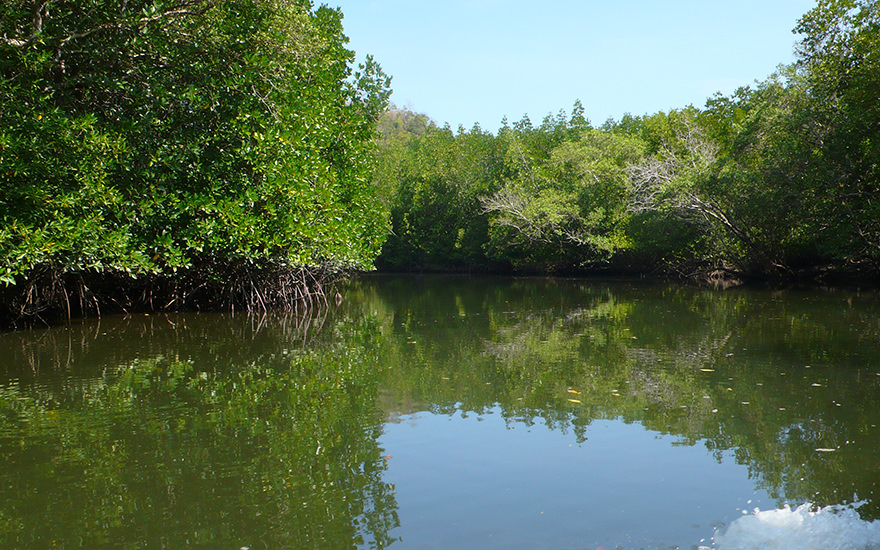 Mangroventour Kilim River
