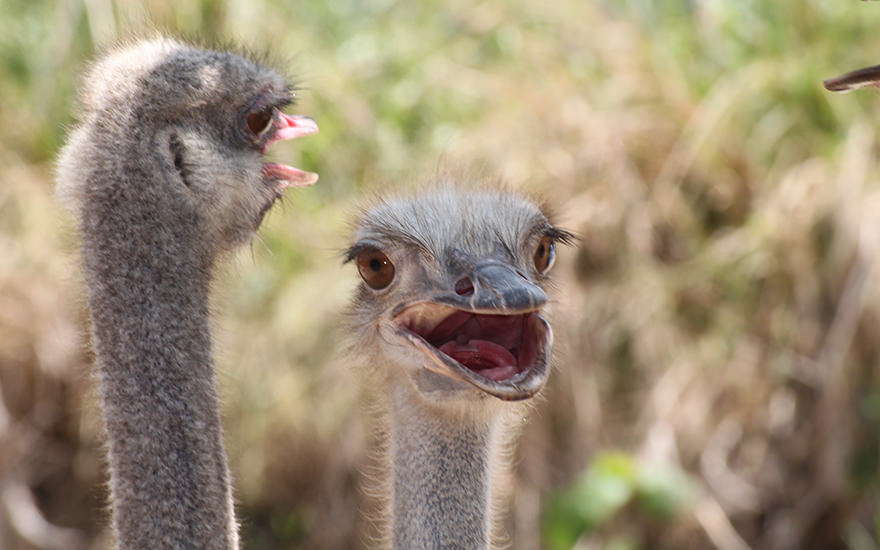 Strauße Langkawi Wildlife Park