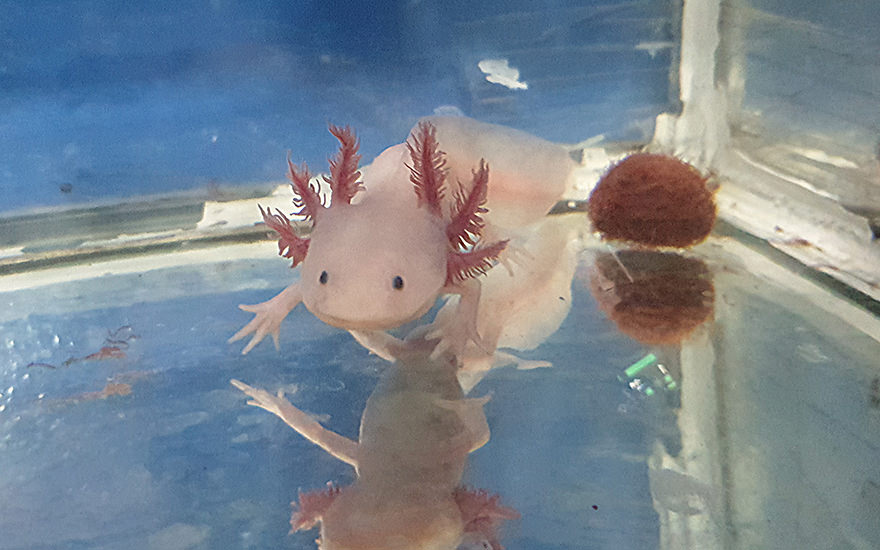 Axolotl Axolotl