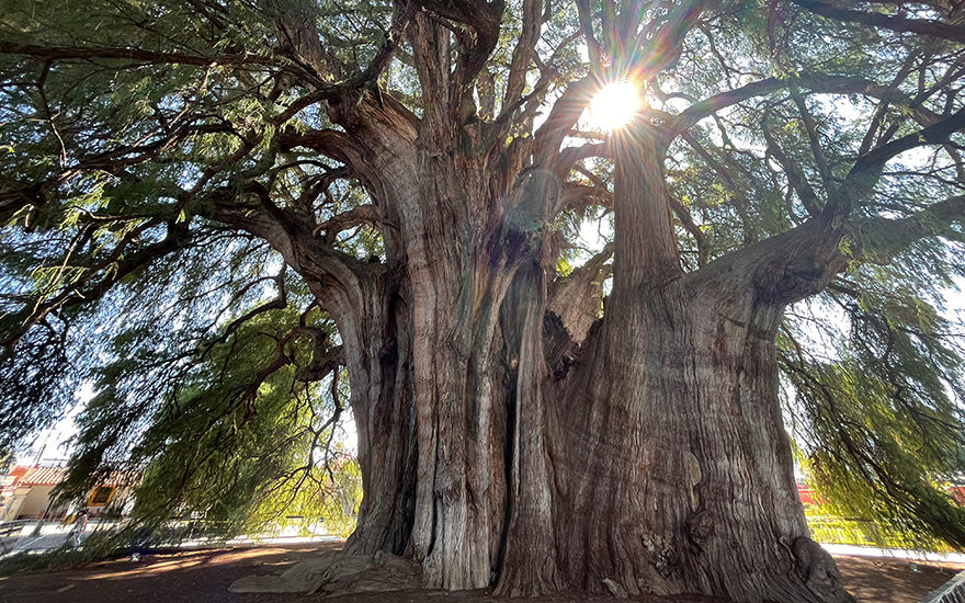 Árbol del Tule