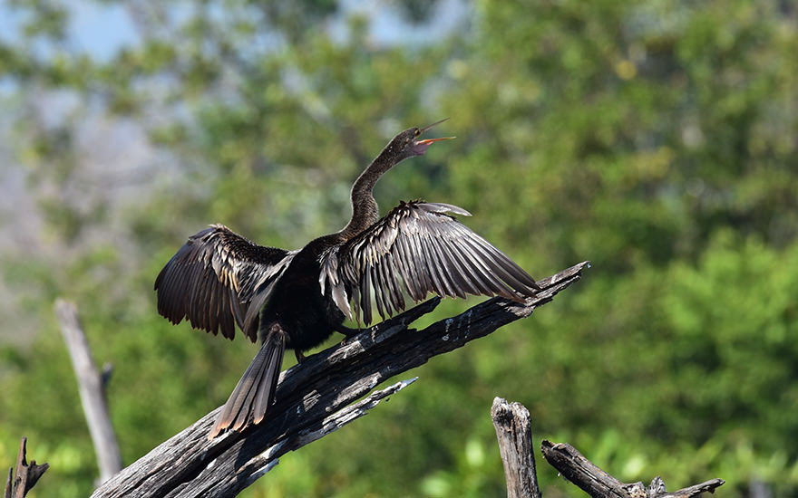 Kormoran Laguna Ventanilla