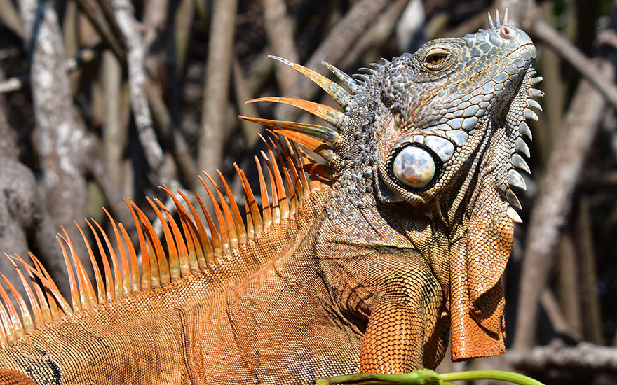 Leguan Laguna Ventanilla