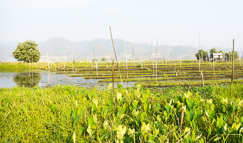 Schwimmende Gärten Inle-See