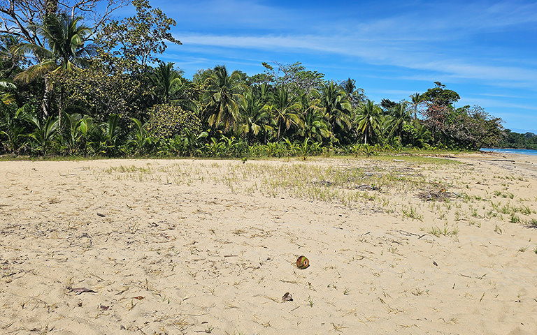 Dschungel Red Frog Beach, Isla Bastimentos, Bocas del Toro, Panama
