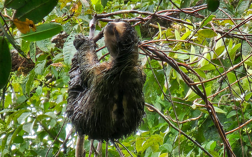 Faultier Mangroven, Isla Bastimentos
