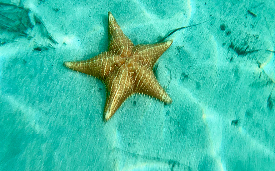 Seestern, Starfish Beach, Isla Colón