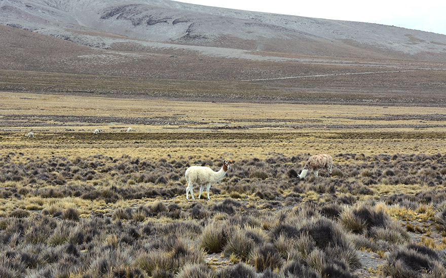 Salinas y Aguada Blanca National Reserve