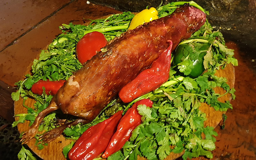 Cuy (Meerschweinchen