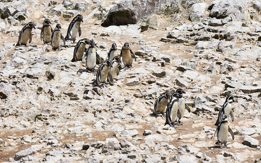 Humboldt-Pinguine Islas Ballestas
