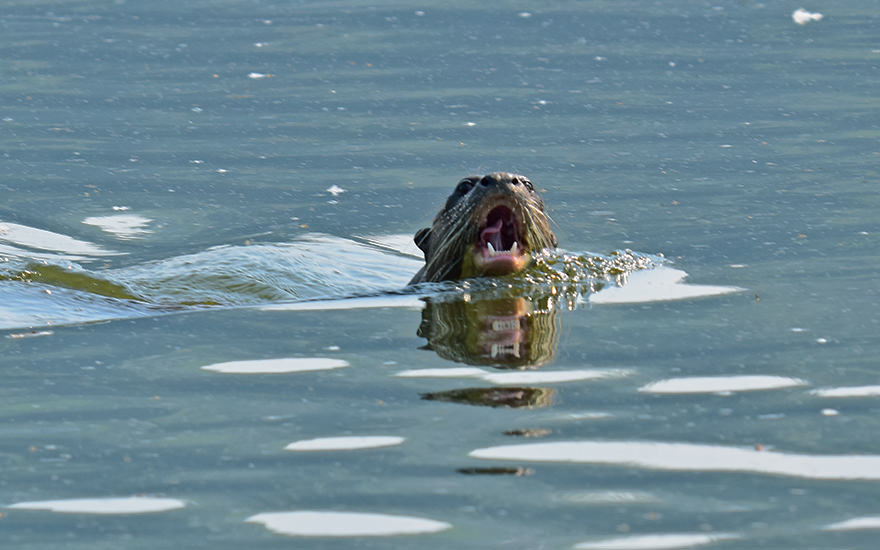 Riesenotter Lago Sandoval