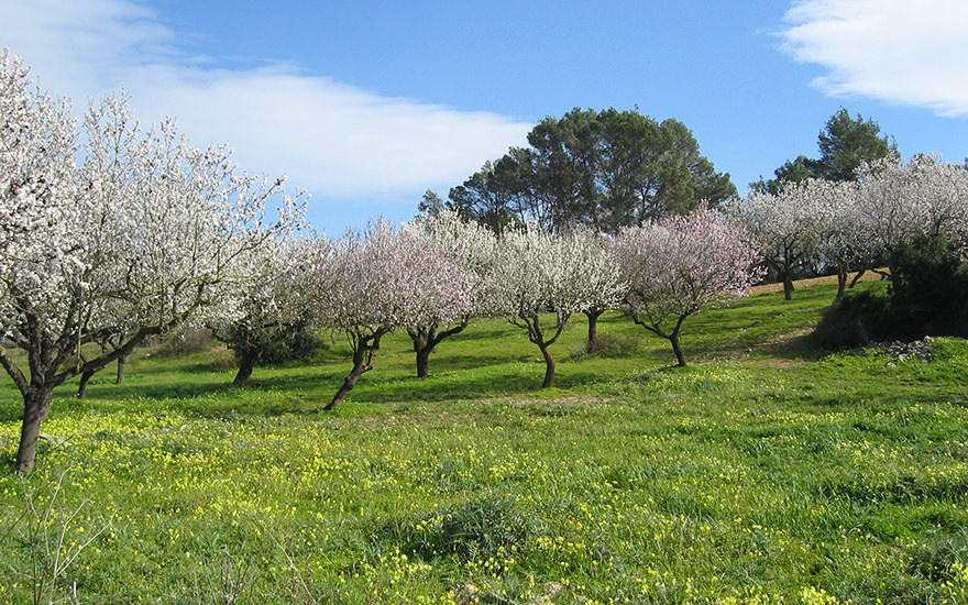 Mandelbäume Mallorca