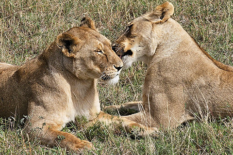 Tansania Safari
