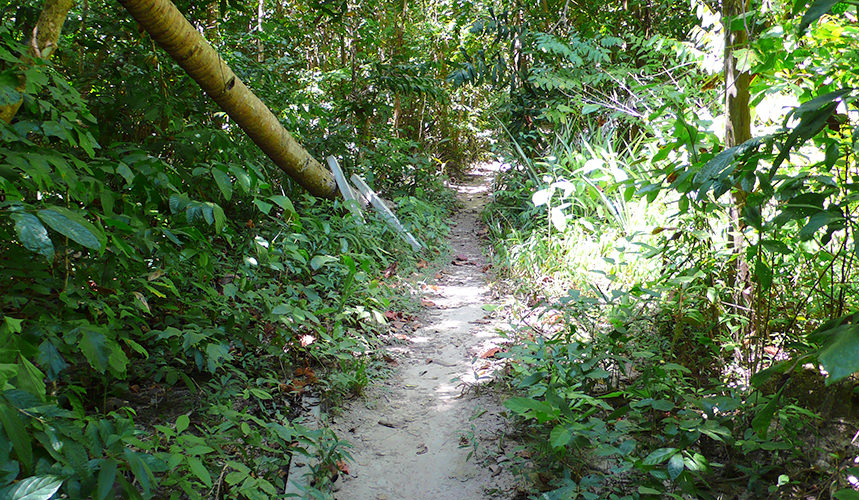 Dschungelpfad Koh Nga