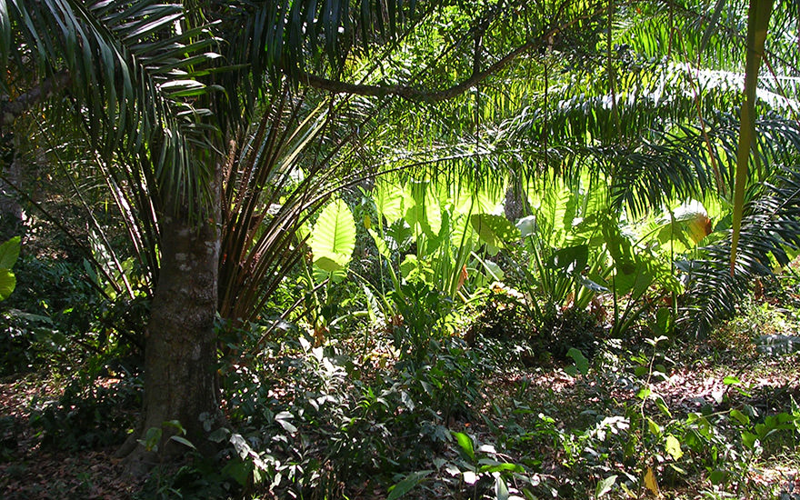Tropische Vegetation mit Palmen und dichtem Regenwald auf Koh Lanta