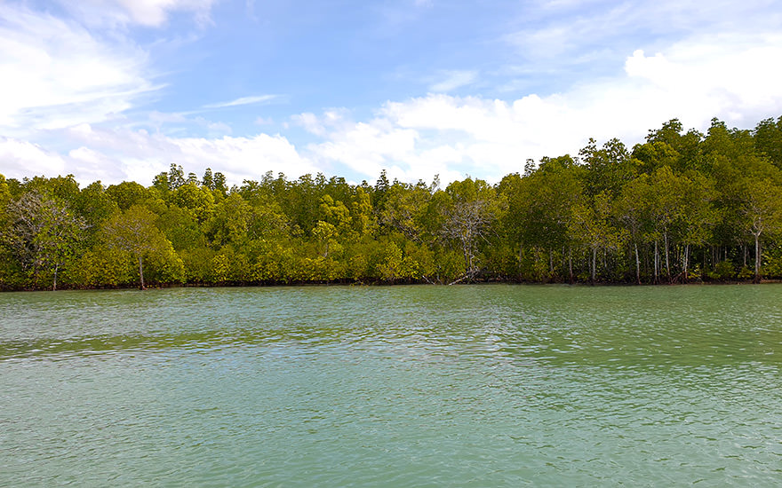 Mangroven auf Koh Lanta