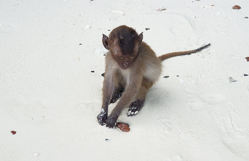 Monkey Beach