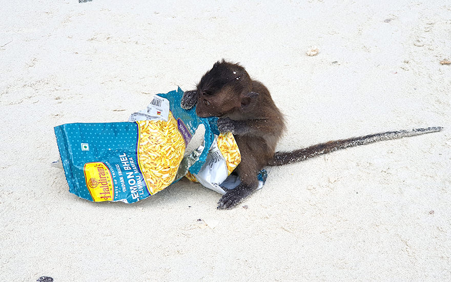 Makaken-Baby am Monkey Beach mit Snack-Tüte