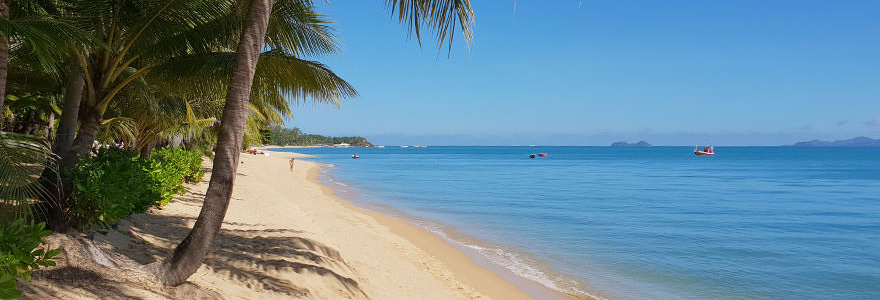 Palmen am Maenam Beach im Norden von Koh Samui