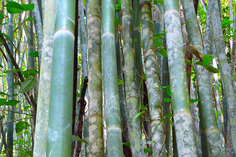 Bambus
