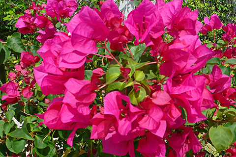 Pinkfarbene Baugainvillie