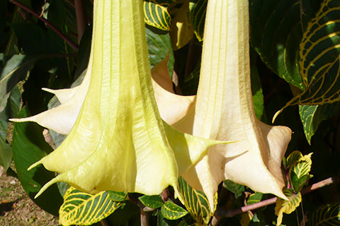 Blüten, Engelstrompete