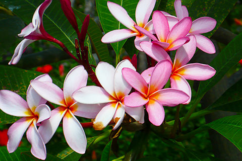 Rosafarbene Frangipani-Blüten