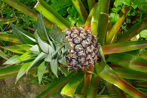 Ananasstaude