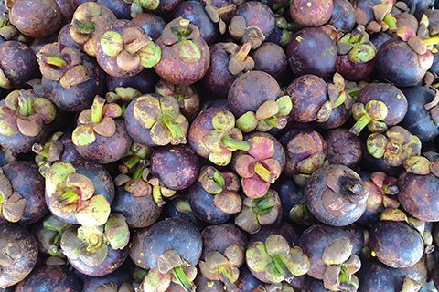 Mangostan