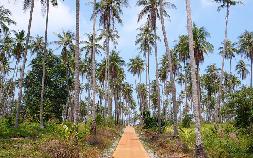 Kokosplantage Thailand