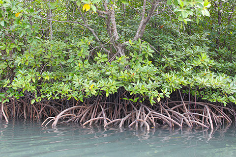 Mangrovenwurzeln
