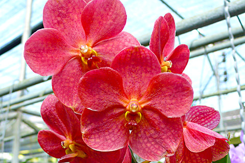 Rote Orchidee, Thailand