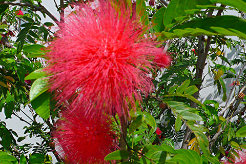 Blüte, Puderquastenstrauch