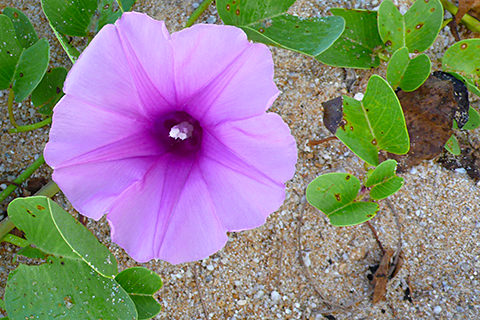 Rosafarbene Ziegenfußwinde