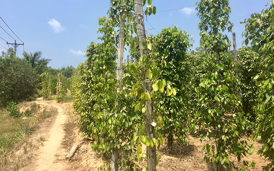 Pfefferplantage, Phu Quoc